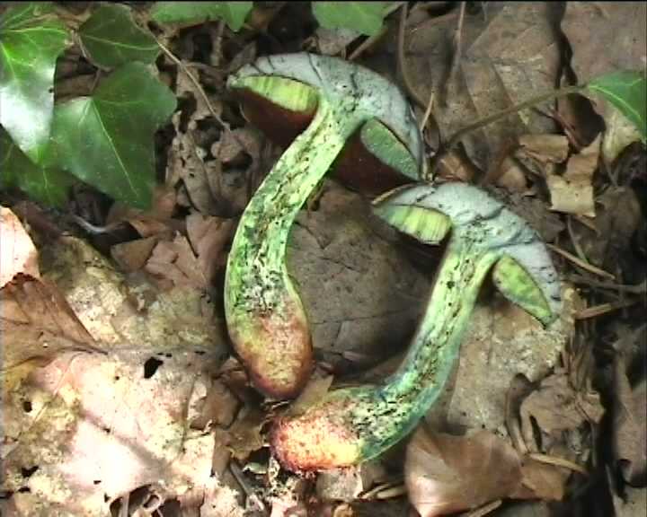 Winkel   ( FRA )   28.08.2004    1 Serie